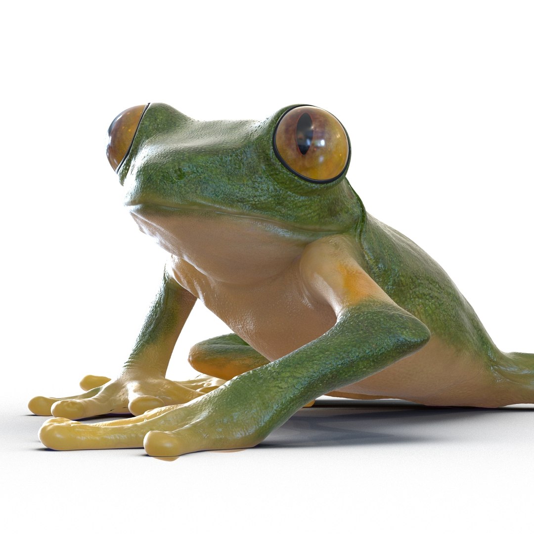 3d max tree frog rigged https://p.turbosquid.com/ts-thumb/Vc/UB9IPC/rmCntwE0/treefrogrigged3dmodel39/jpg/1455010139/1920x1080/fit_q87/32a5ff8d56fdd71d1e595a49272b5d0ebe2b84f6/treefrogrigged3dmodel39.jpg