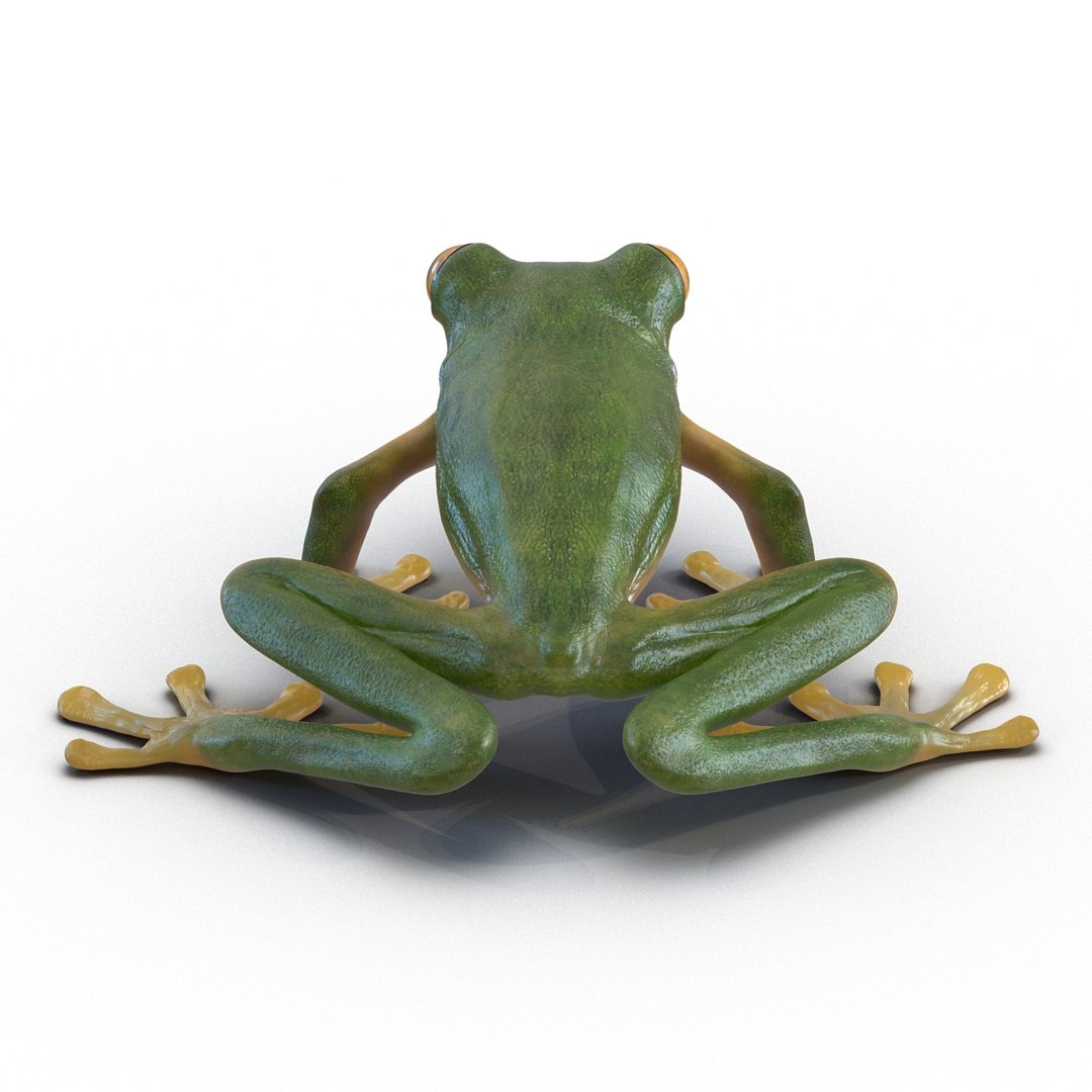 3d max tree frog rigged https://p.turbosquid.com/ts-thumb/Vc/UB9IPC/sCW6xPof/treefrogrigged3dmodel26/jpg/1455010138/1920x1080/fit_q87/ae779f6a8a14af8700d7c64f75a0d398d14cd84d/treefrogrigged3dmodel26.jpg