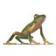 Tree Frog Rigged