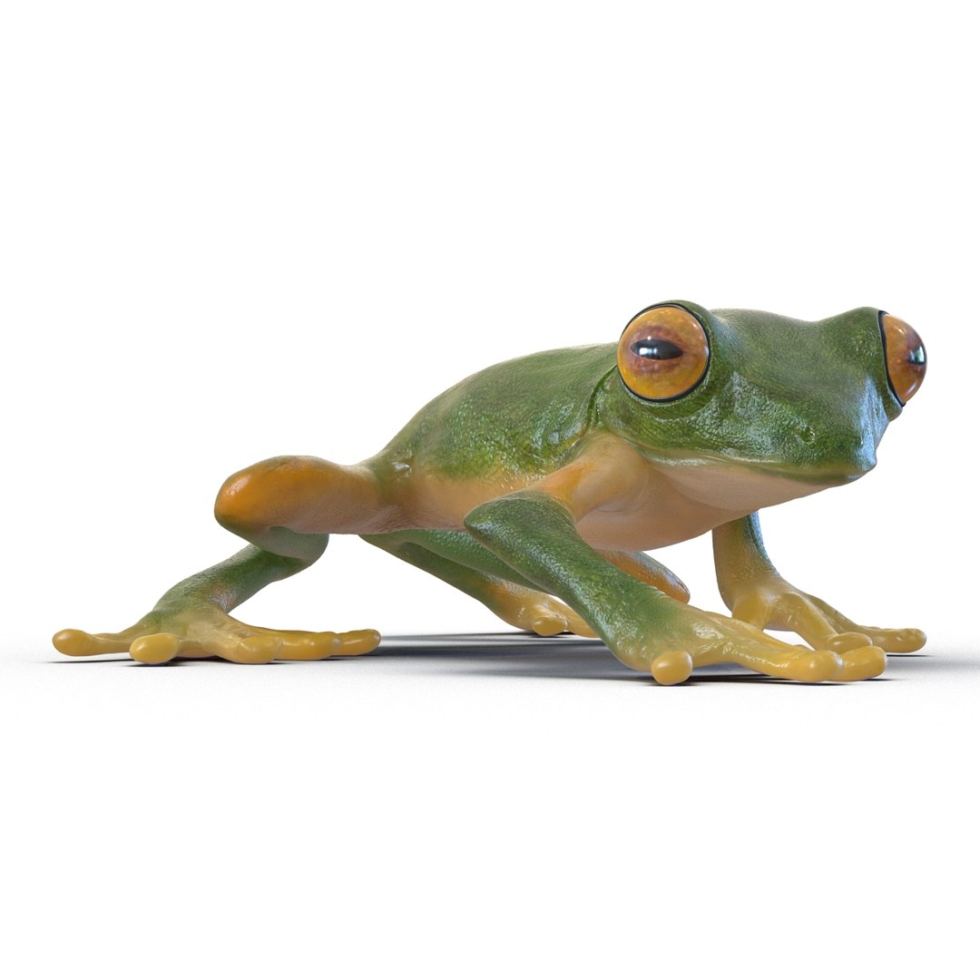 3d max tree frog rigged https://p.turbosquid.com/ts-thumb/Vc/UB9IPC/xZUzmTtn/treefrogrigged3dmodel09/jpg/1455010137/1920x1080/fit_q87/724d6d5ba6aad903ffccbf0f6558548529620326/treefrogrigged3dmodel09.jpg