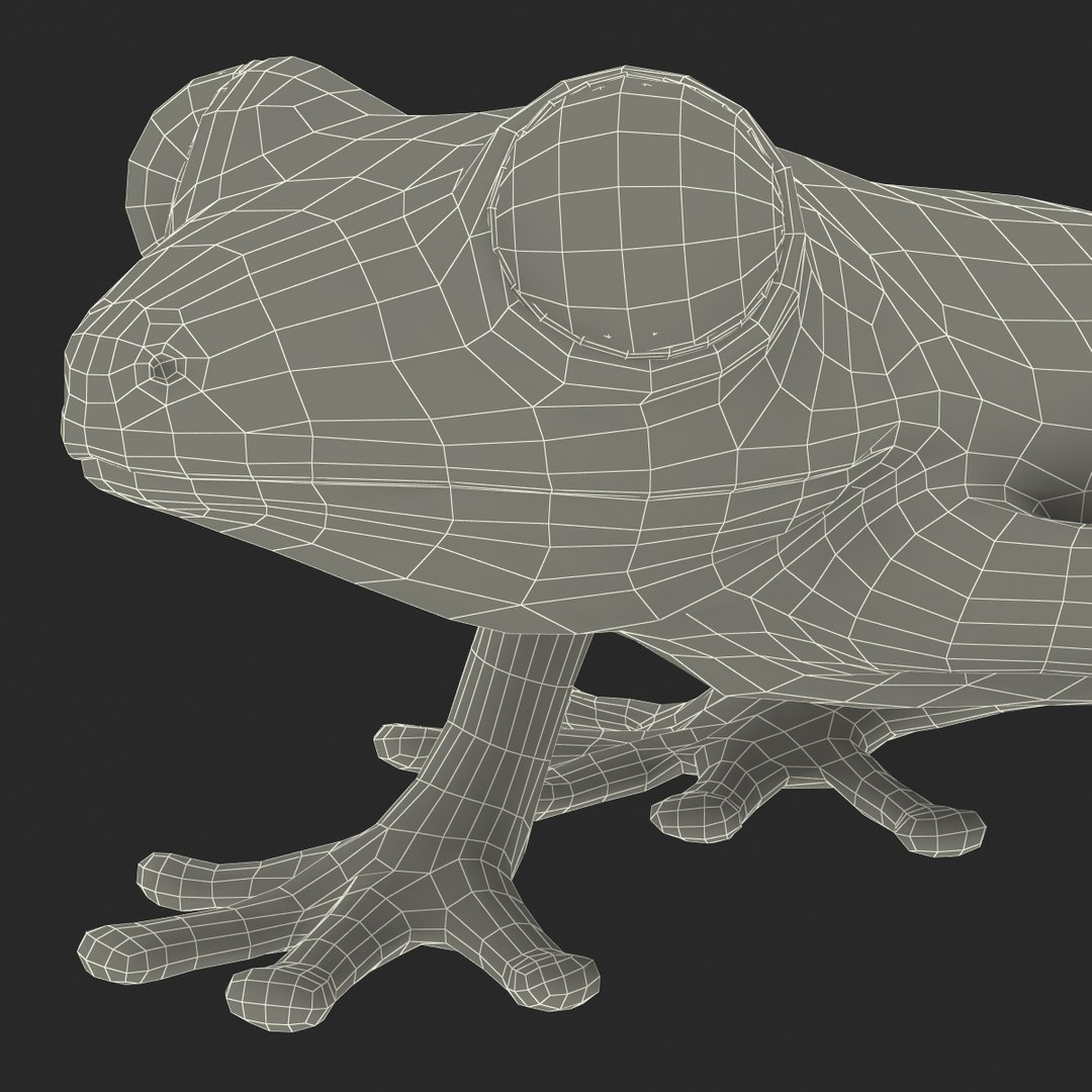 3d max tree frog rigged https://p.turbosquid.com/ts-thumb/Vc/UB9IPC/xkqdzzV7/treefrogrigged3dmodel63/jpg/1455010141/1920x1080/fit_q87/ef4d072d67a97102013abb22e726df2b572c0cad/treefrogrigged3dmodel63.jpg