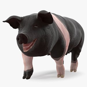 3D model hampshire pig sow walking