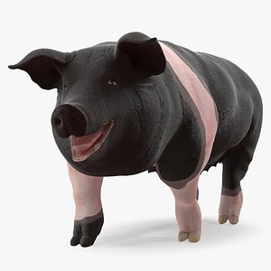 Hampshire Pig Sow Walking Pose 3D Model