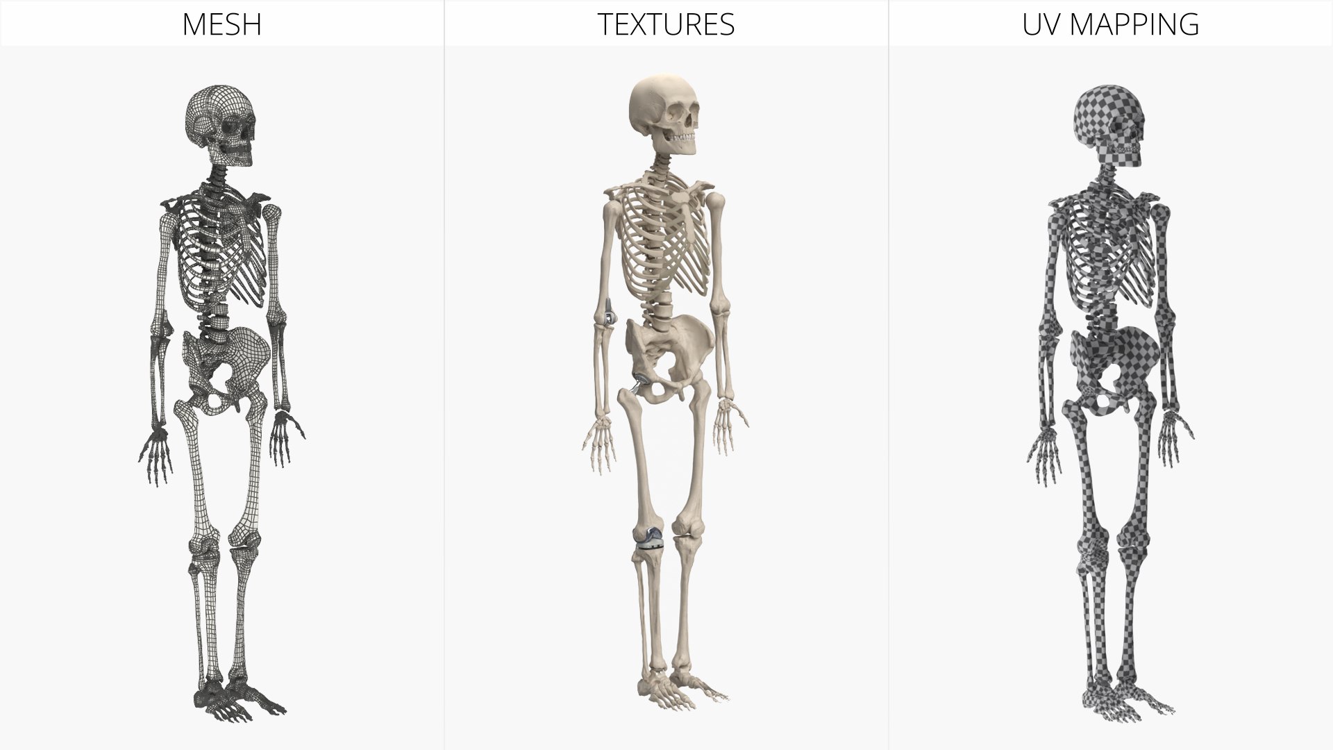 3D Male Skeleton with Joint Implants Ivory https://p.turbosquid.com/ts-thumb/Vc/ZWFCTh/cg/male_skeleton_with_joint_implants_ivory_022/jpg/1776850344/1920x1080/fit_q87/577911b406c1df09323d1a52c08d353e73fd0608/male_skeleton_with_joint_implants_ivory_022.jpg