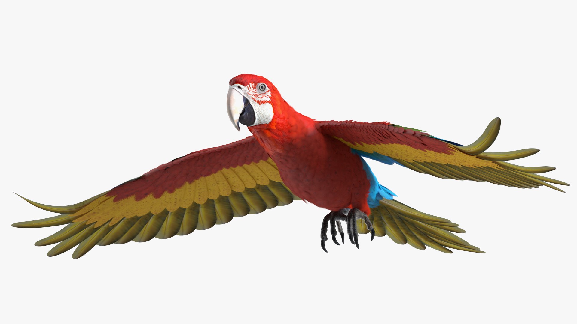 Red and Green Macaw Parrot Rigged for Cinema 4D 3D model preview