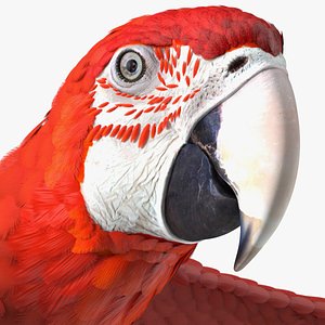 Red and Green Macaw Parrot Rigged for Cinema 4D 3D