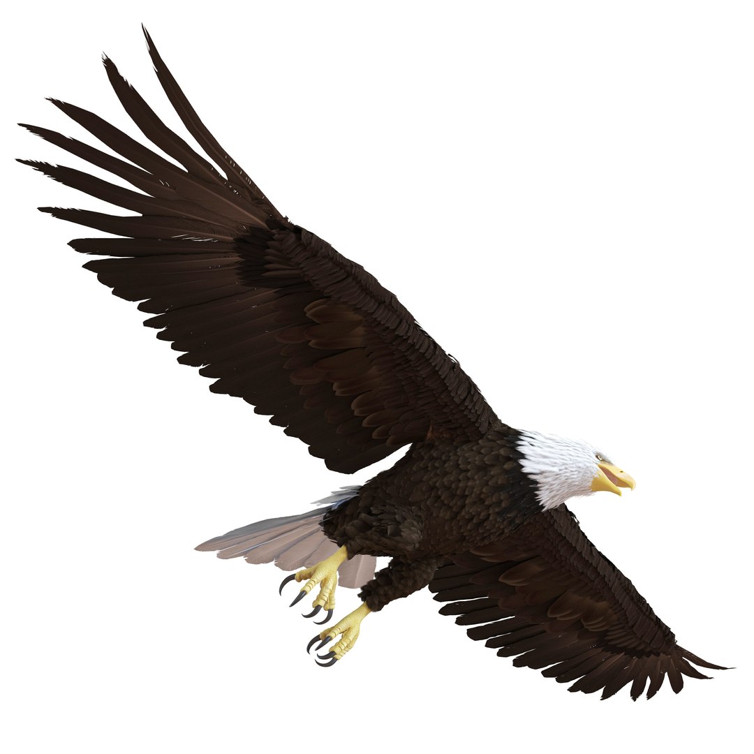 Bald Eagle Pose 7 3D Model preview