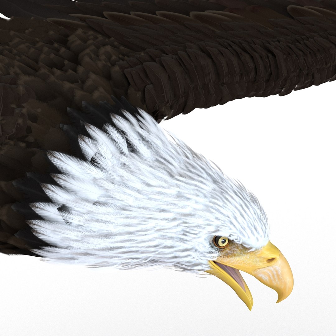 bald eagle pose 7 3d model https://p.turbosquid.com/ts-thumb/Vc/dvYjVV/4saXtXgN/3dmodelofbaldeagle15/jpg/1447747374/1920x1080/fit_q87/f0a044ac8d1808554135da5877c22b262daab8da/3dmodelofbaldeagle15.jpg