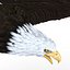 Bald Eagle Pose 7 3D Model