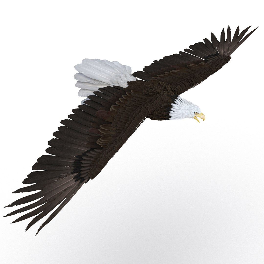 bald eagle pose 7 3d model https://p.turbosquid.com/ts-thumb/Vc/dvYjVV/6LowZ59E/3dmodelofbaldeagle03/jpg/1447747373/1920x1080/fit_q87/1e6097af6884a6bf0bc32e647342fade00662523/3dmodelofbaldeagle03.jpg