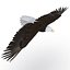 Bald Eagle Pose 7 3D Model