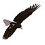 Bald Eagle Pose 7 3D Model