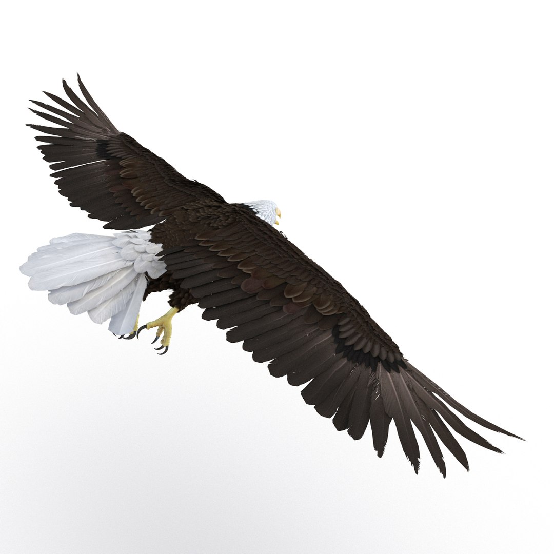 bald eagle pose 7 3d model https://p.turbosquid.com/ts-thumb/Vc/dvYjVV/7aEVYULd/3dmodelofbaldeagle07/jpg/1447747374/1920x1080/fit_q87/39e10049323eb55e5e58e8cf93da9054e994cbc1/3dmodelofbaldeagle07.jpg