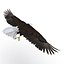 Bald Eagle Pose 7 3D Model