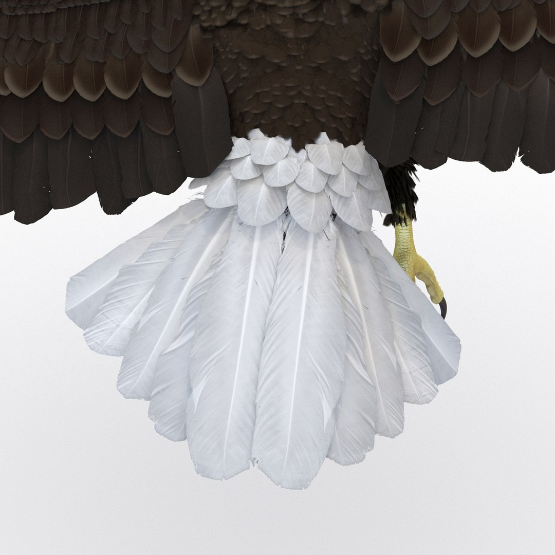 bald eagle pose 7 3d model https://p.turbosquid.com/ts-thumb/Vc/dvYjVV/9G9r9sjk/3dmodelofbaldeagle18/jpg/1447747375/1920x1080/fit_q87/20df0b782135201ba7dd7713a384454b994cce42/3dmodelofbaldeagle18.jpg