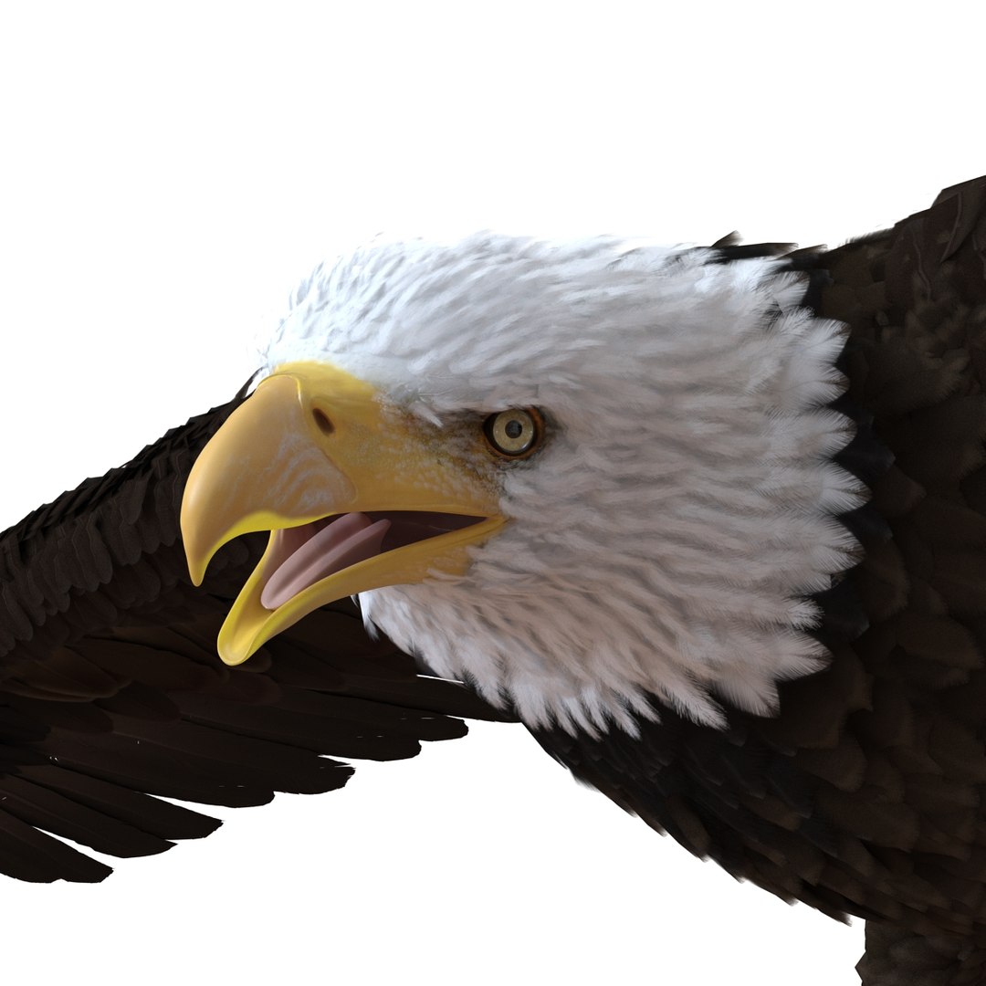 bald eagle pose 7 3d model https://p.turbosquid.com/ts-thumb/Vc/dvYjVV/E3P4gU9L/3dmodelofbaldeagle14/jpg/1447747374/1920x1080/fit_q87/8c0b4b7fe37a29573f2108abb35cc45217c68754/3dmodelofbaldeagle14.jpg