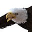 Bald Eagle Pose 7 3D Model