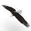 Bald Eagle Pose 7 3D Model