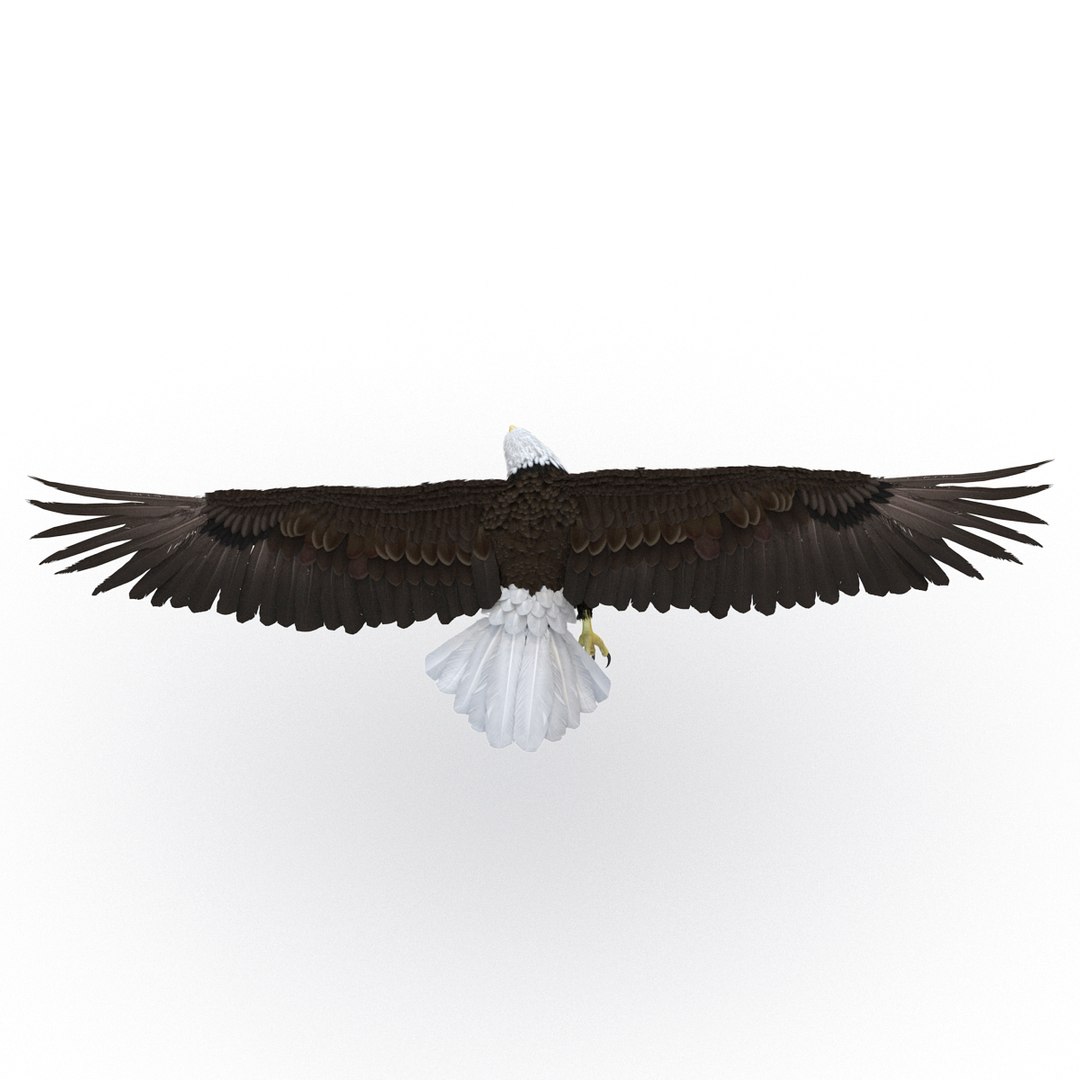 bald eagle pose 7 3d model https://p.turbosquid.com/ts-thumb/Vc/dvYjVV/PUh8KsCD/3dmodelofbaldeagle04/jpg/1447747373/1920x1080/fit_q87/d664c31ed5e7279ac3a377b9e96bdf3579fcbb2c/3dmodelofbaldeagle04.jpg