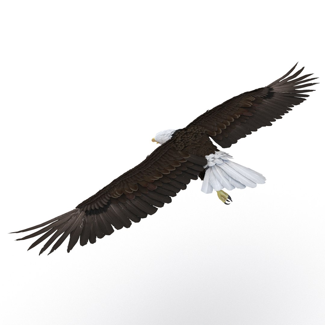bald eagle pose 7 3d model https://p.turbosquid.com/ts-thumb/Vc/dvYjVV/QAK9Rdpc/3dmodelofbaldeagle06/jpg/1447747374/1920x1080/fit_q87/26129cb39b77a6847bd1094622631f6d75863de8/3dmodelofbaldeagle06.jpg