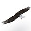 Bald Eagle Pose 7 3D Model