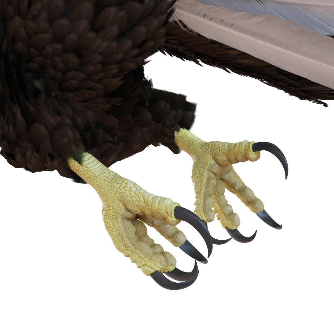 bald eagle pose 7 3d model https://p.turbosquid.com/ts-thumb/Vc/dvYjVV/QuN3w0y9/3dmodelofbaldeagle13/jpg/1447747374/1920x1080/fit_q87/8ef2940a1d7a5d64635727bbd510ff9627fba9f5/3dmodelofbaldeagle13.jpg