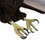 Bald Eagle Pose 7 3D Model