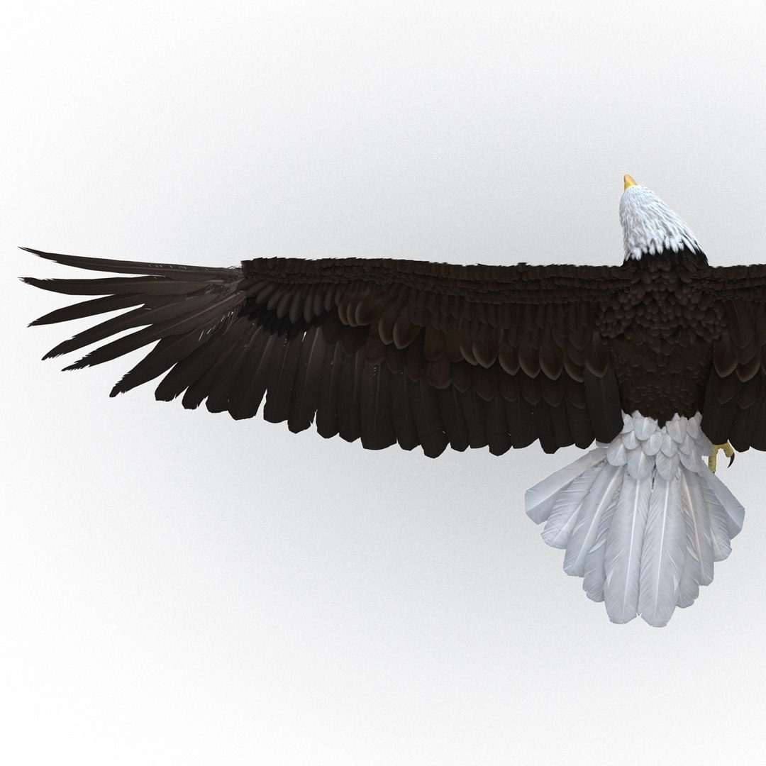 bald eagle pose 7 3d model https://p.turbosquid.com/ts-thumb/Vc/dvYjVV/SLoVJVWE/3dmodelofbaldeagle17/jpg/1447747375/1920x1080/fit_q87/e0ae1d78c391aab976d0c66c2f233f1f742a34a1/3dmodelofbaldeagle17.jpg