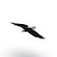 Bald Eagle Pose 7 3D Model