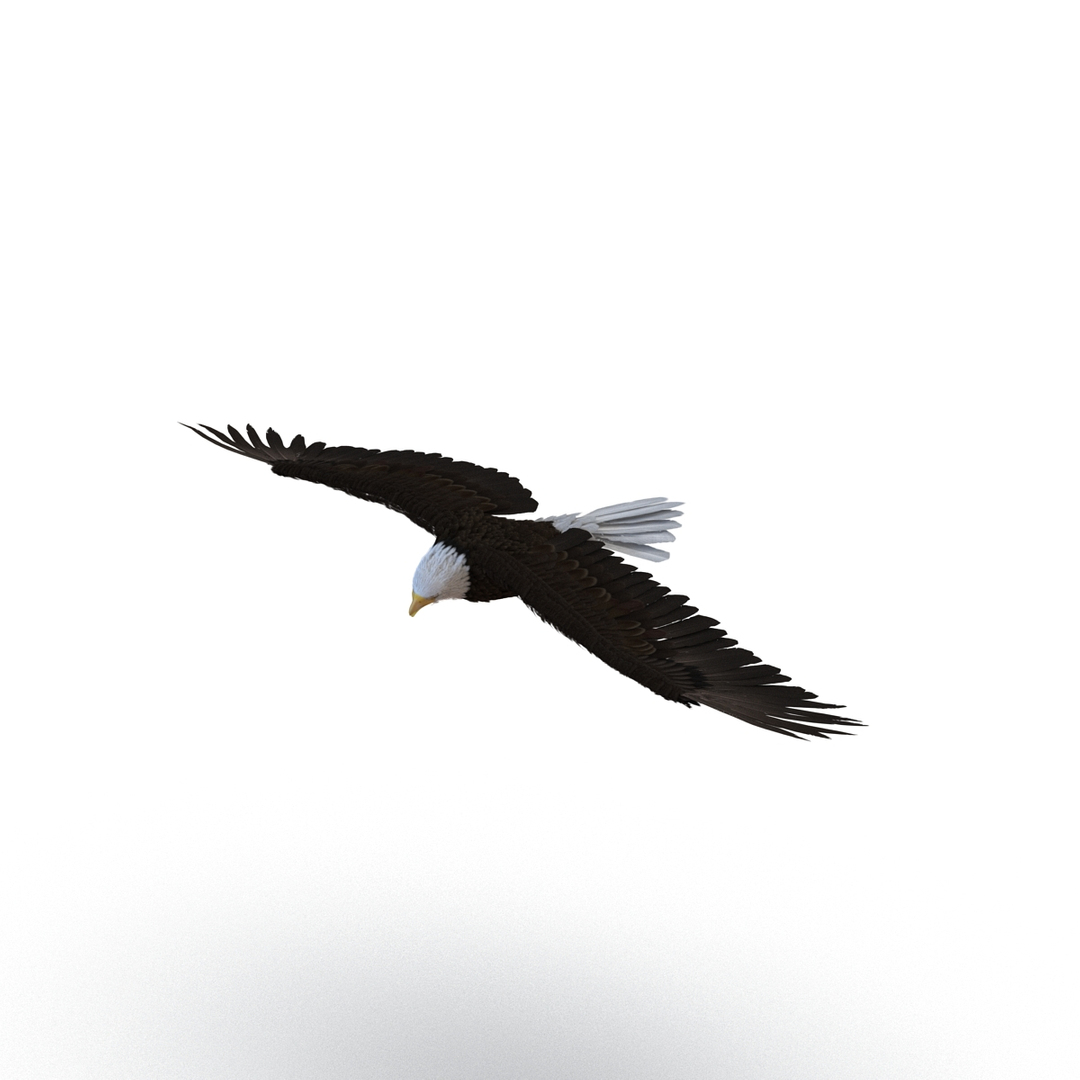 bald eagle pose 7 3d model https://p.turbosquid.com/ts-thumb/Vc/dvYjVV/YTUYNbW1/bald_eagle_pose_7_360/jpg/1447747383/1920x1080/turn_fit_q99/0b0ca050e3dc0a1323a65fae1459a4e2b95d1880/bald_eagle_pose_7_360-1.jpg