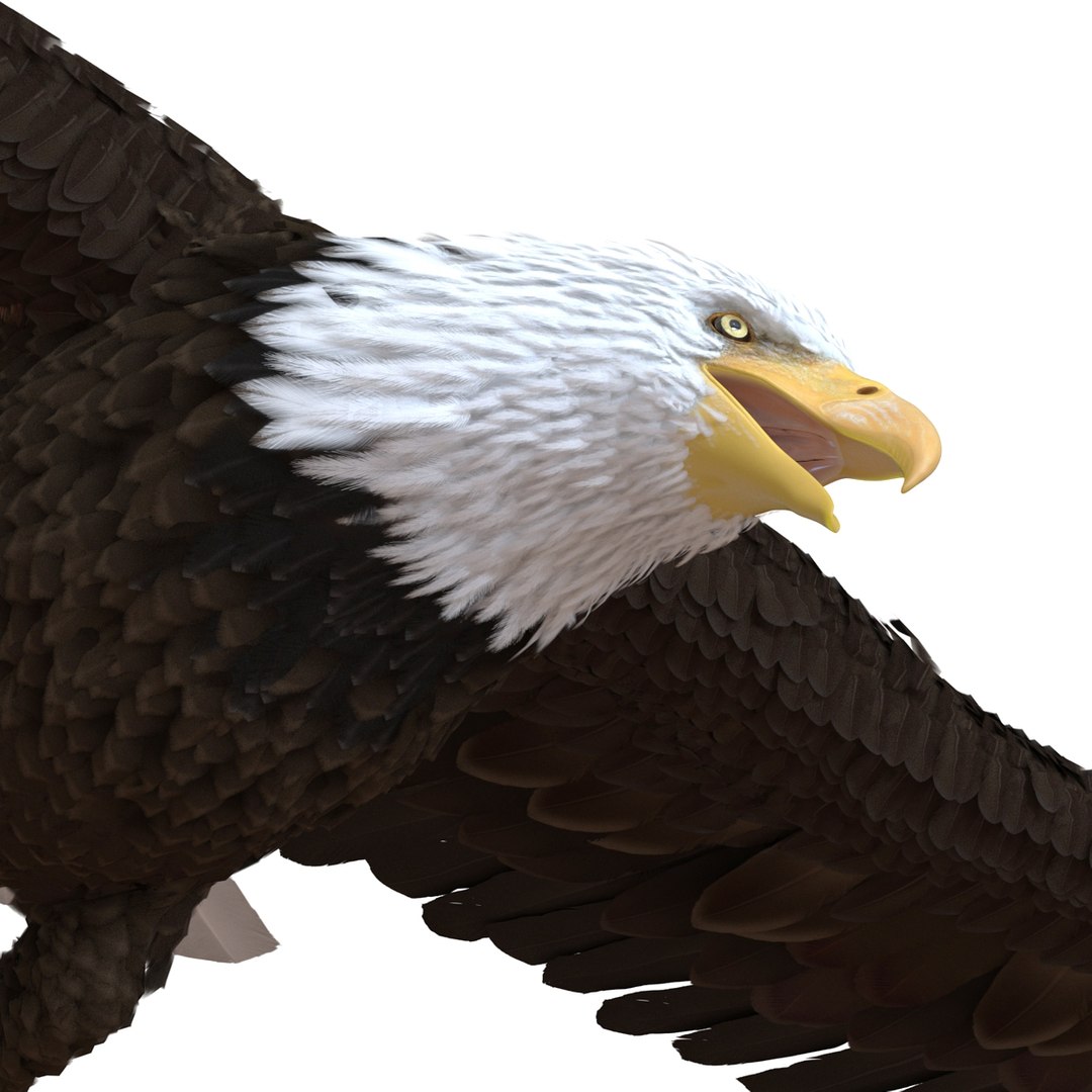 bald eagle pose 7 3d model https://p.turbosquid.com/ts-thumb/Vc/dvYjVV/ca3ove0d/3dmodelofbaldeagle16/jpg/1447747375/1920x1080/fit_q87/a48f1122e86d98679aa391f82abef3eeedb0a31e/3dmodelofbaldeagle16.jpg