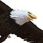 Bald Eagle Pose 7 3D Model