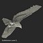 Bald Eagle Pose 7 3D Model