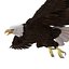 Bald Eagle Pose 7 3D Model