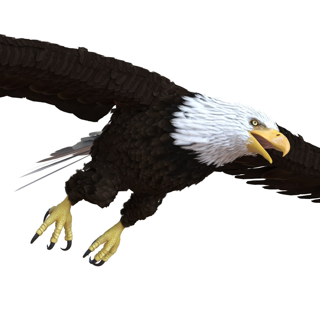 bald eagle pose 7 3d model https://p.turbosquid.com/ts-thumb/Vc/dvYjVV/hWuumiHY/3dmodelofbaldeagle10/jpg/1447747374/1920x1080/fit_q87/d0e88c68c4c1e75e915d8e442cd94d5379e4947f/3dmodelofbaldeagle10.jpg