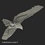 Bald Eagle Pose 7 3D Model