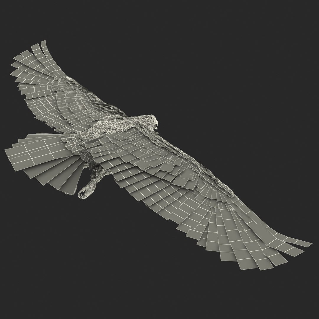 bald eagle pose 7 3d model https://p.turbosquid.com/ts-thumb/Vc/dvYjVV/vgPq7LB9/3dmodelofbaldeagle28/jpg/1447747376/1920x1080/fit_q87/aba2d3f3950913c5d891ab5785e9a9a5b1e0385e/3dmodelofbaldeagle28.jpg