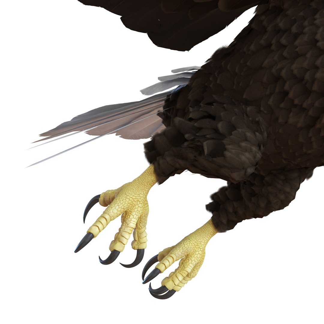 bald eagle pose 7 3d model https://p.turbosquid.com/ts-thumb/Vc/dvYjVV/yUWqCEr6/3dmodelofbaldeagle12/jpg/1447747374/1920x1080/fit_q87/c098bce1a73004057d97e033498ba079378930d4/3dmodelofbaldeagle12.jpg