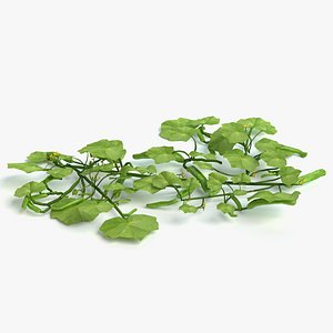 3d cucumber plant model