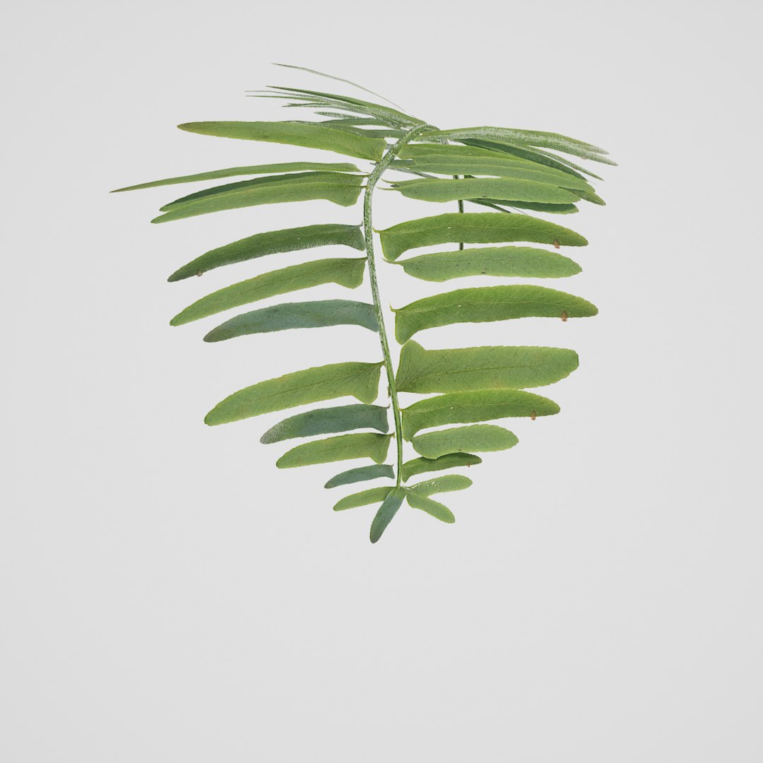christmas fern scanned 3D https://p.turbosquid.com/ts-thumb/Vc/lmOkpR/LJquadqU/christmasfern5/jpg/1569438872/1920x1080/fit_q87/5dbc4a1e65bd84ba97b8a6a443480677701ef6c5/christmasfern5.jpg