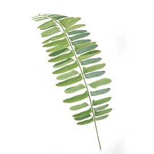 Scanned Fern Leaf(LOWPOLY/GAME READY)