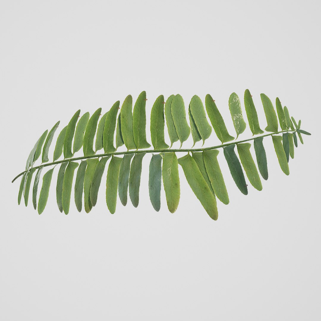 christmas fern scanned 3D https://p.turbosquid.com/ts-thumb/Vc/lmOkpR/hcIW04xa/christmasfern3/jpg/1569438842/1920x1080/fit_q87/9b91cbdcaaf8584845e30de75eee08c1c821ebe1/christmasfern3.jpg