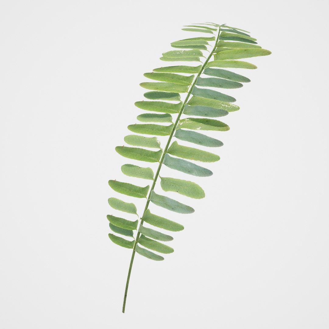 christmas fern scanned 3D https://p.turbosquid.com/ts-thumb/Vc/lmOkpR/r6TKiDJD/christmasfern2/jpg/1569438829/1920x1080/fit_q87/7b757f94588b78a5b349601479833d786fe260eb/christmasfern2.jpg