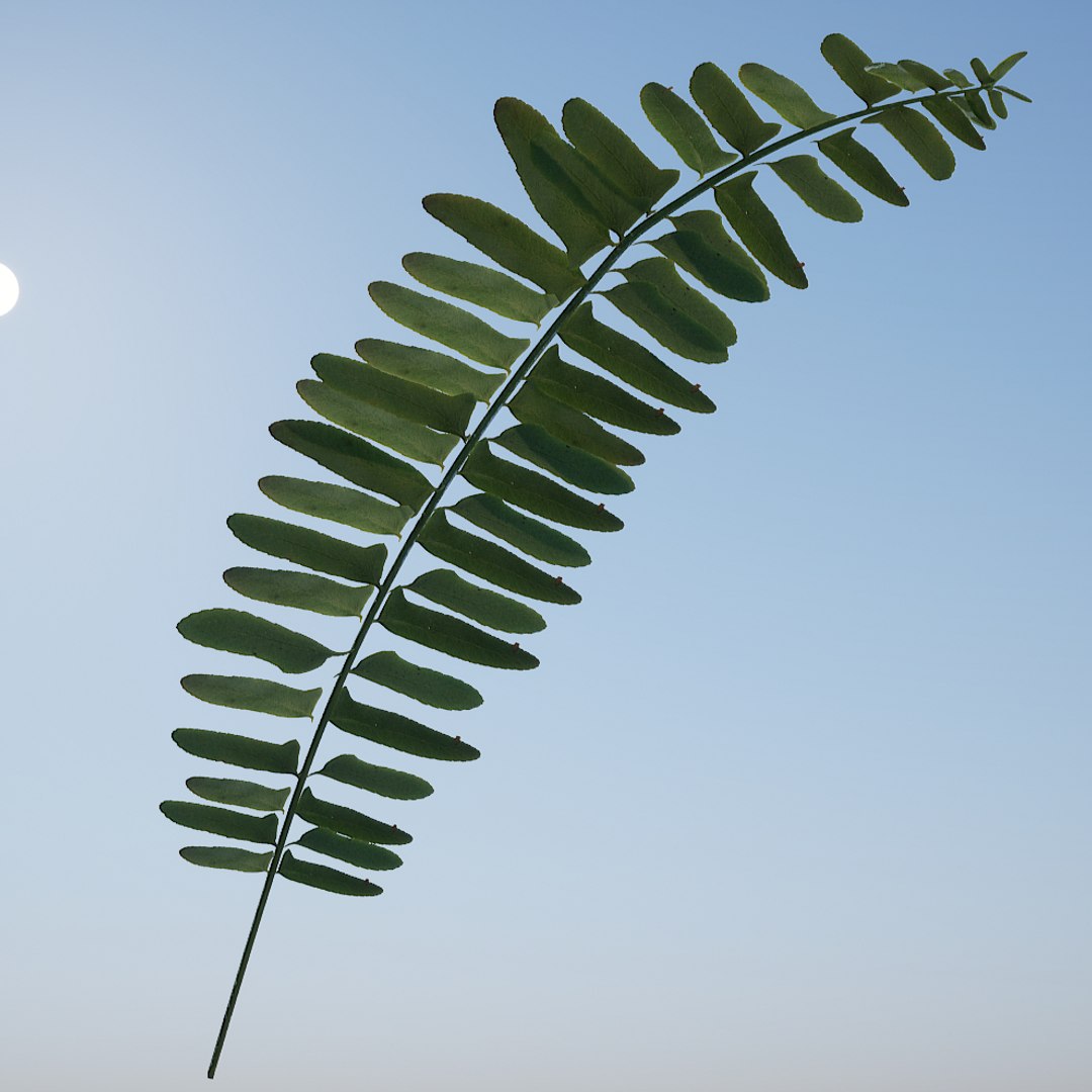 christmas fern scanned 3D https://p.turbosquid.com/ts-thumb/Vc/lmOkpR/uqrTlGPB/christmasfern4/jpg/1569438858/1920x1080/fit_q87/98e21ed86b4e72894e50b8a2a213e7a137ef7616/christmasfern4.jpg