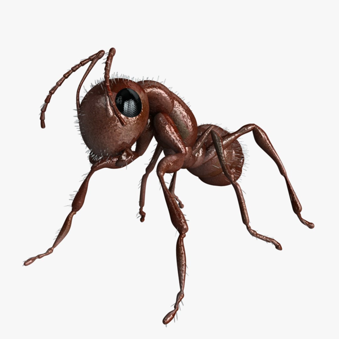 Carpenter Ant 3d Model