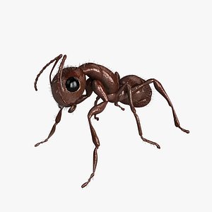 carpenter ant 3d model