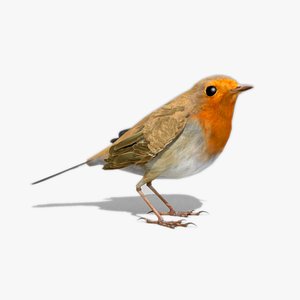 Robin
