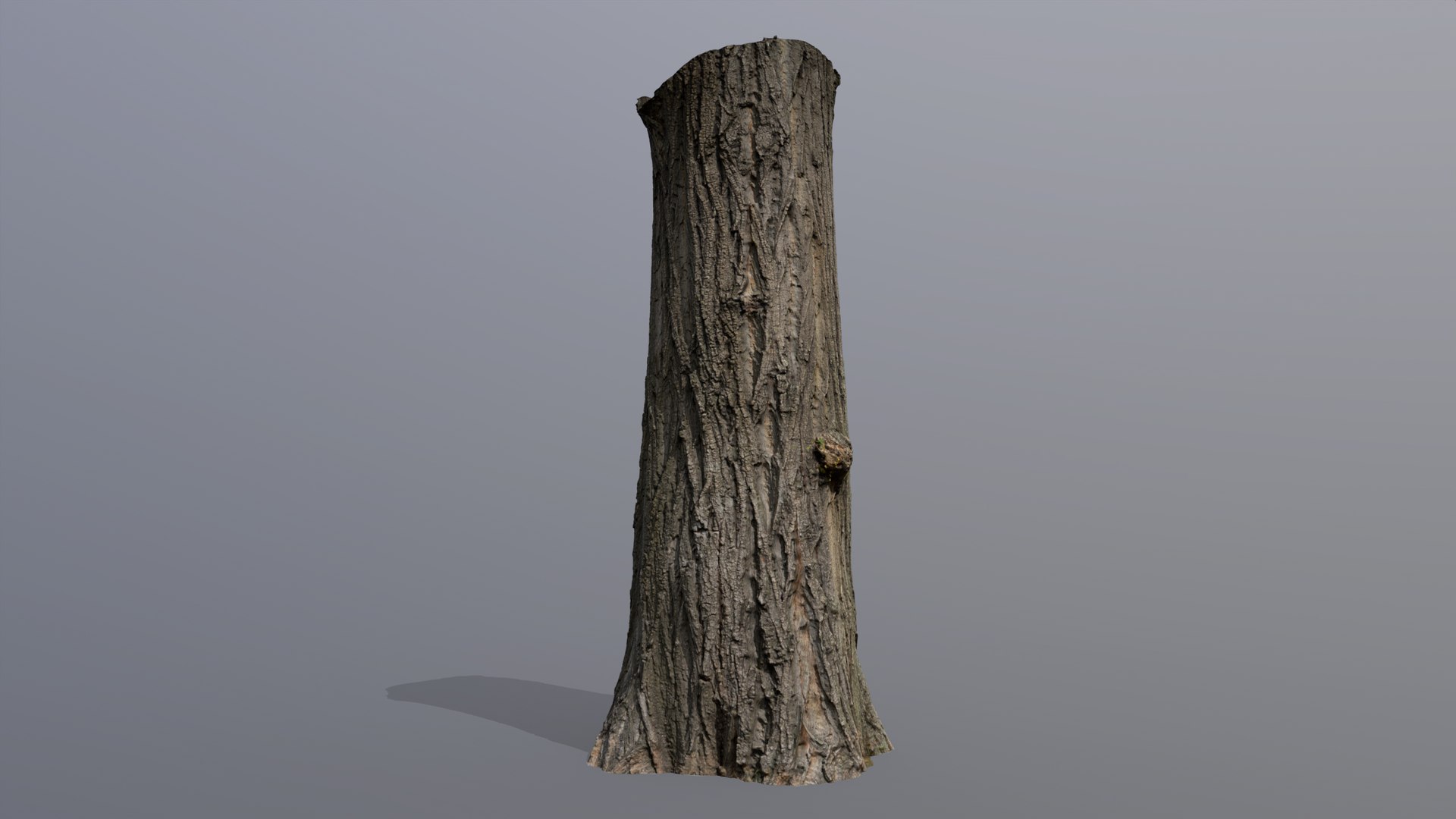 3D Black poplar trunk scan PBR 8K https://p.turbosquid.com/ts-thumb/Vd/IENXKz/72/black_poplar15/jpg/1730111862/1920x1080/fit_q87/f40224e9b318686d287830ca590c319a4f2181b2/black_poplar15.jpg