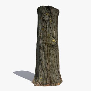 Black poplar trunk scan PBR 8K
