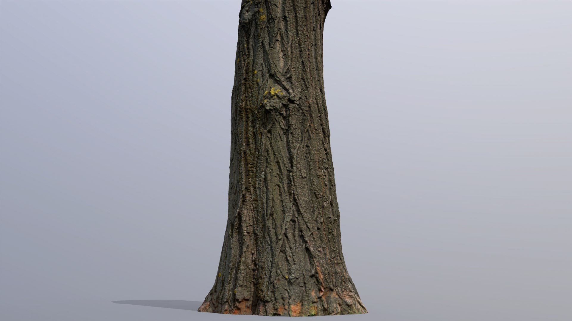 3D Black poplar trunk scan PBR 8K https://p.turbosquid.com/ts-thumb/Vd/IENXKz/Vl/black_poplar17/jpg/1730111864/1920x1080/fit_q87/a3633c29975f1d9e608d9160d5ac506e3b8c4b47/black_poplar17.jpg